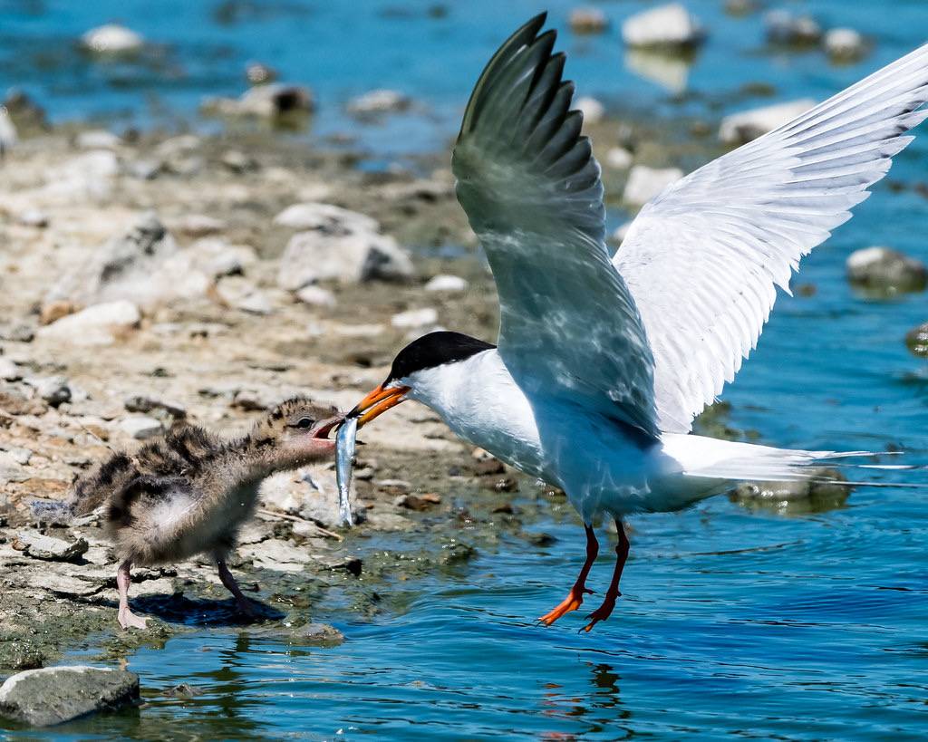 Baby tern feeding by jonasflanken is licensed under CC BY-NC 2.0